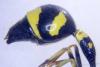 Eumenes coronatus